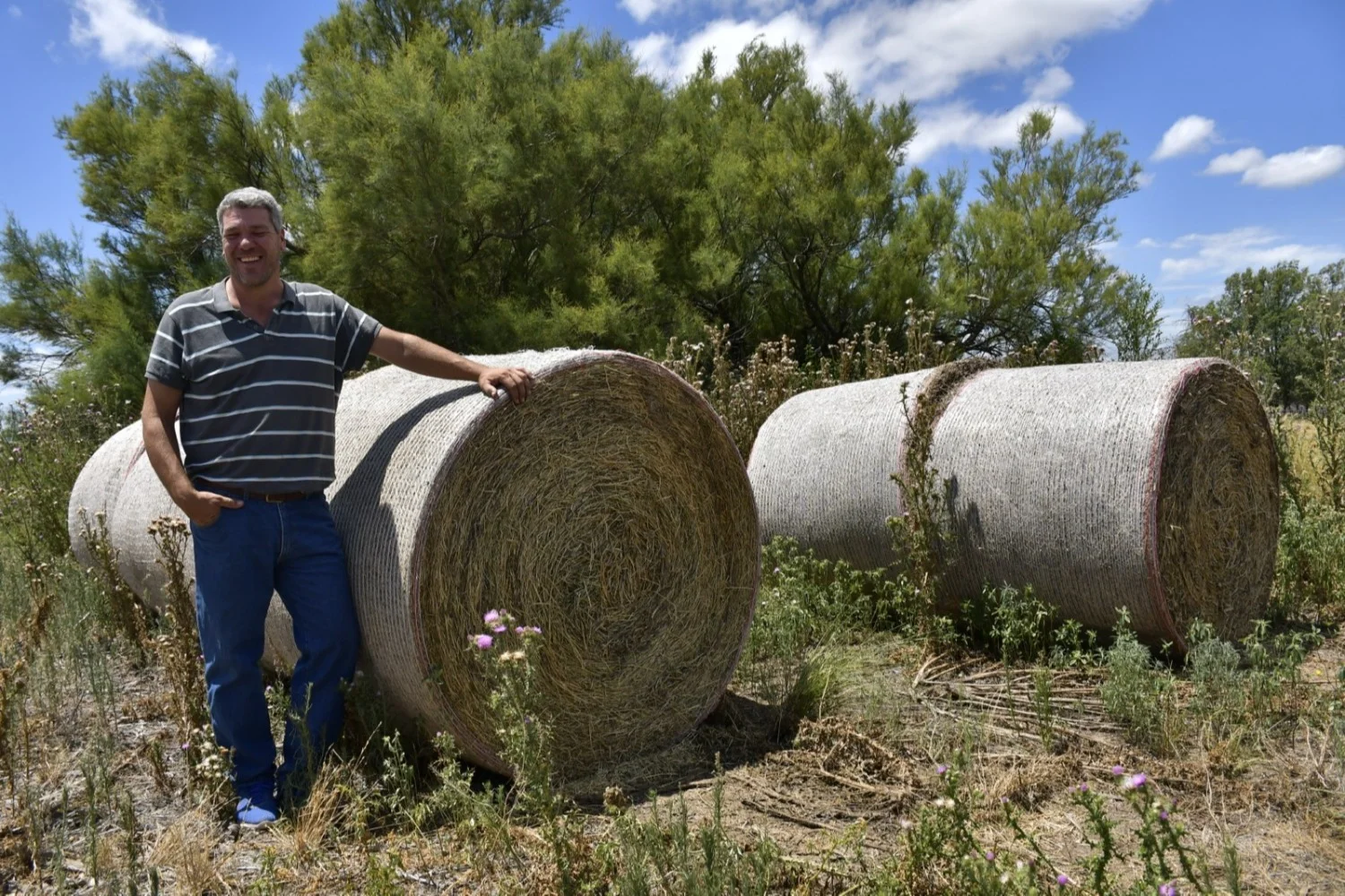 El agropiro como base para completar la cadena forrajera | El Diario de la  República